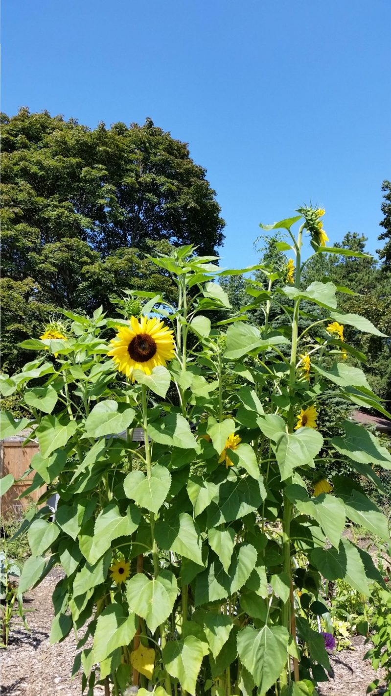 Radiant sunflower garden under a blue sky