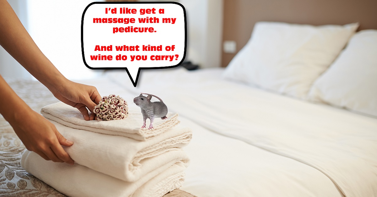 Mouse spotted in a hotel room