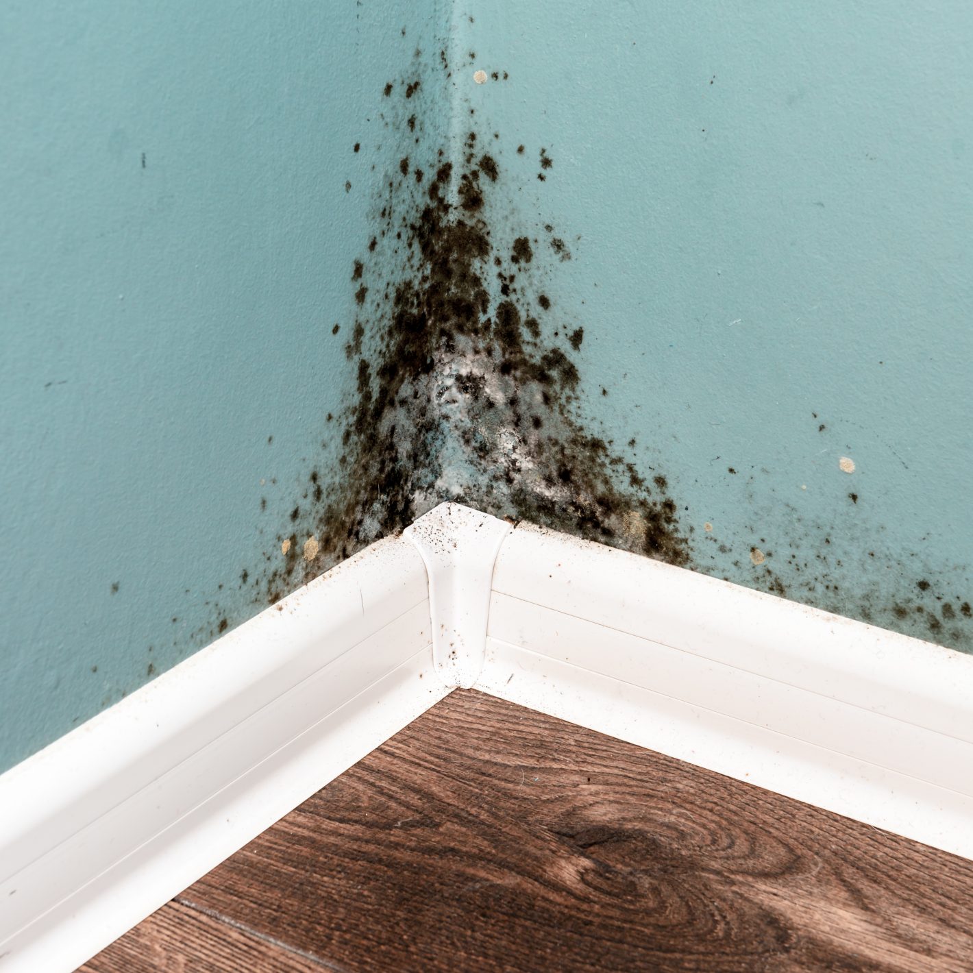 black mold on wall