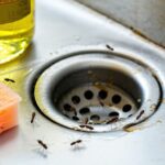 how to get rid of gnats in drain