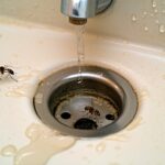 gnats in bathroom drain