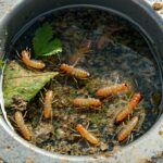 drain gnat larvae