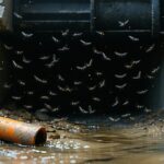 gnats in basement drain