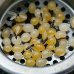 drain gnat eggs